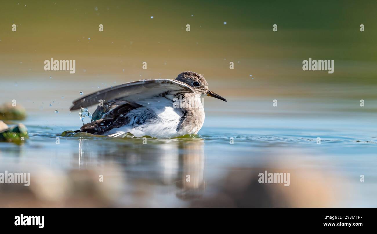 Temminck`s Stint (Calidris temminckii), Avrupa ve Asya kıtalarının kuzey kesimlerinde yaşayan bir sulak alan kuşudur. Bataklık alanlarda beslenir. Stock Photo